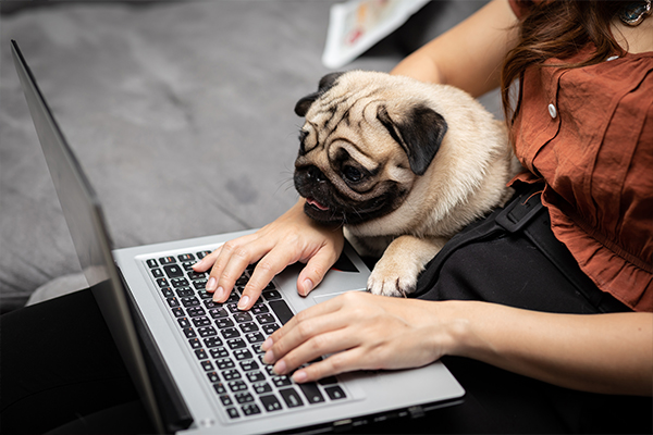 emotional support pets at work emotional support pets at work